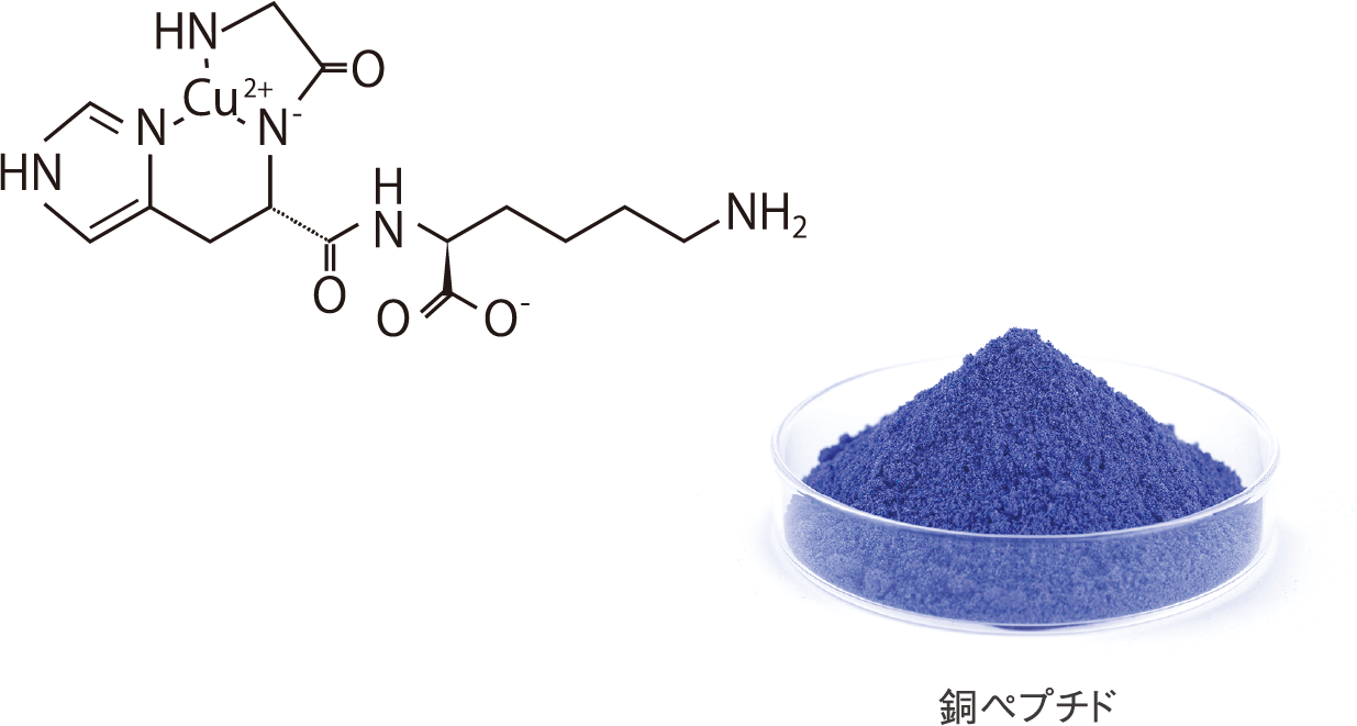 銅ペプチド構造