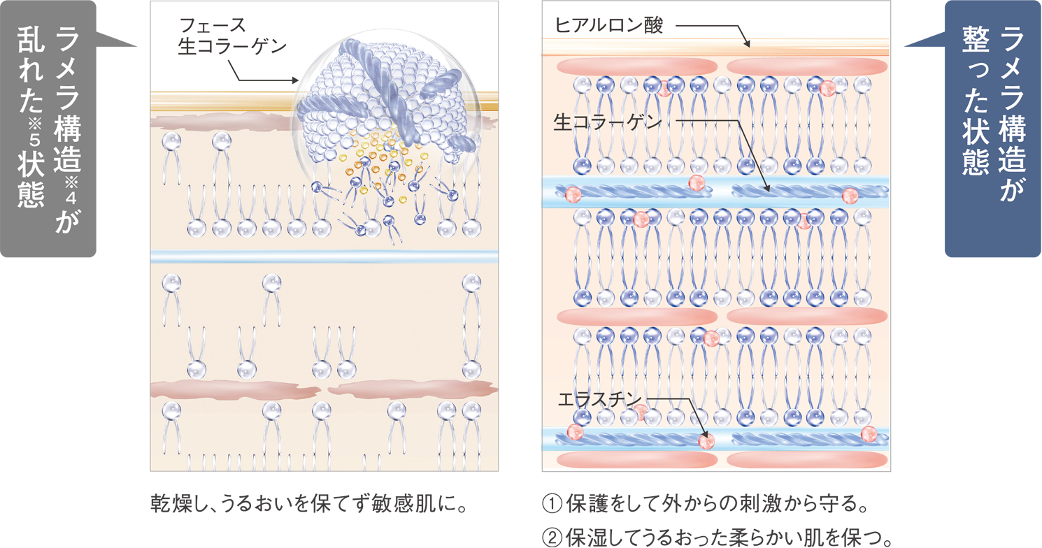 ラメラ構造が整った状態