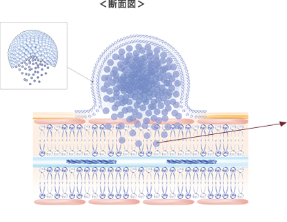 断面図